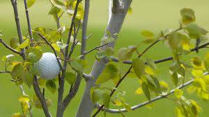 Cách xử lý khi bóng golf bị mắc kẹt vào cây đúng luật