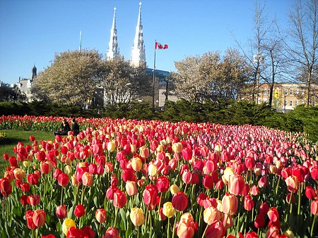 Canada mùa xuân có gì đẹp Canada tháng 2, 3, 4 có gì đẹp, Những trải nghiệm tuyệt vời tại Canada khi mùa xuân đến