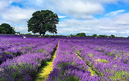 Tham quan cánh đồng hoa Lavender ở nước Anh