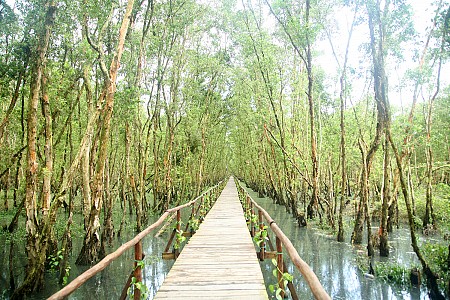 Cầu tre rừng tràm Trà Sư – Cầu tre dài nhất Việt Nam