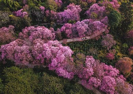 Du xuân đầu năm tại rừng hoa anh đào nổi tiếng Thái Lan