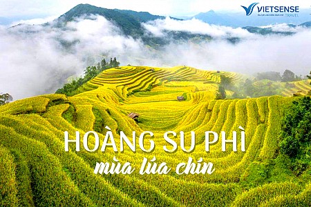 Tour Hoàng Su Phì mùa lúa chín