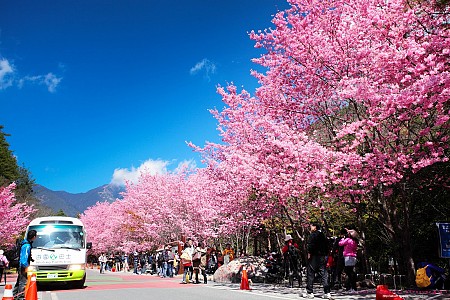 Kinh nghiệm du lịch mùa hoa Anh Đào Đài Loan