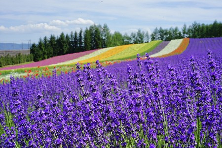 Kinh nghiệm du lịch mùa hoa lavender Nhật Bản