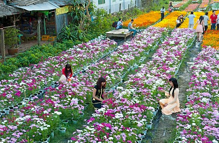 Làng hoa Vạn Thành – Thiên đường hoa lung linh tại Đà Lạt