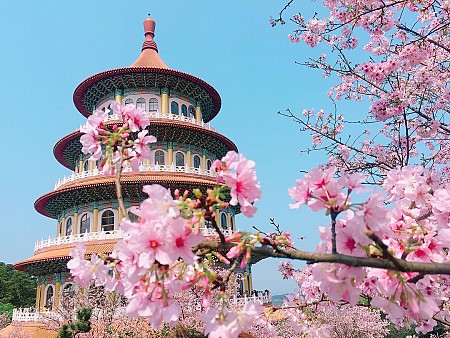 Mùa hoa anh đào Đài Loan – Khám phá vẻ đẹp tuyệt vời