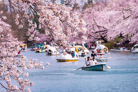 Mùa hoa Anh Đào Nhật Bản và những điểm ngắm hoa đẹp nhất