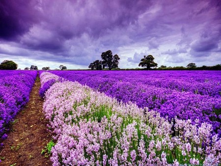 Mùa hoa lavender Đà Lạt: Vẻ đẹp mê đắm trong cánh đồng tím
