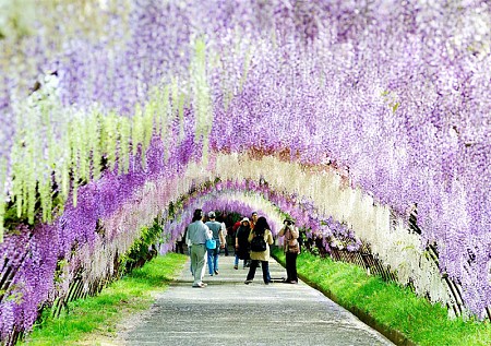 Khám phá Mùa Hoa Tử Đẳng Nhật Bản tháng 4 tại 8 điểm đẹp nhất