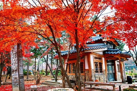 Mùa lá đỏ Hàn Quốc – Đắm mình trong vẻ đẹp thỏ mộng