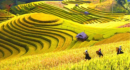Những điểm du lịch mùa lúa chín đẹp nhất ở Miền Bắc