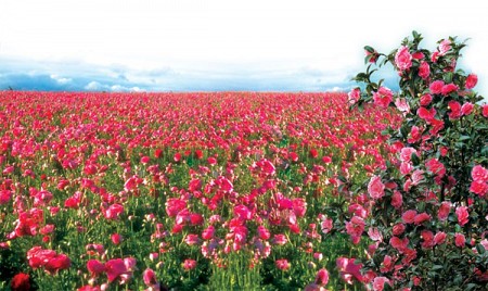Ghé thăm thung lũng hoa hồng Kazanlak đẹp như mơ