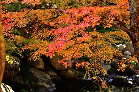 Thung lũng Korankei rực rỡ màu hoa đỏ mùa thu