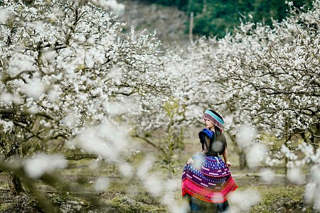 Thung lũng Mu Náu: Kinh nghiệm checkin mùa hoa mận