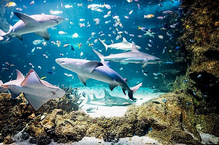 Thuỷ cung Sea Life Sydney Aquarium – Hướng dẫn tham quan