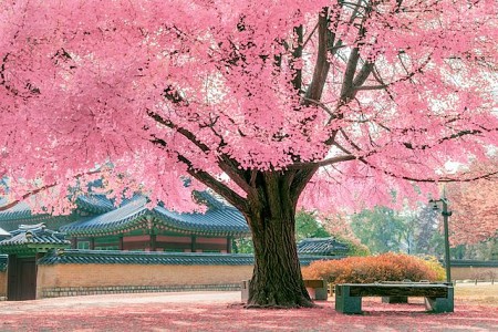 Tour Hàn Quốc Mùa Hoa Anh Đào Seoul – Nami – Everland – Công viên Yeouido