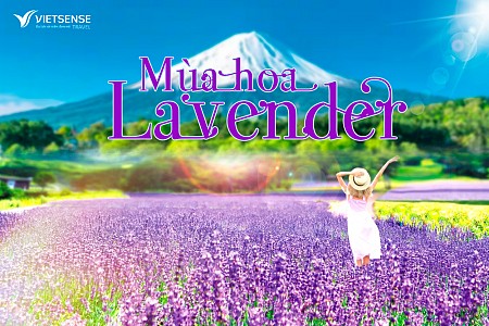 Tour mùa hoa lavender, hoa hướng dương Nhật Bản