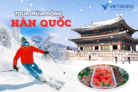 Tour mùa đông Hàn Quốc trượt tuyết, hái dâu tây