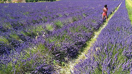 Trải nghiệm mùa hoa Lavender Provence nước Pháp mới nhất