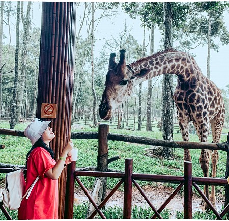 Khám phá Vinpearl Safari Vườn thú bán hoang dã hàng đầu châu Á