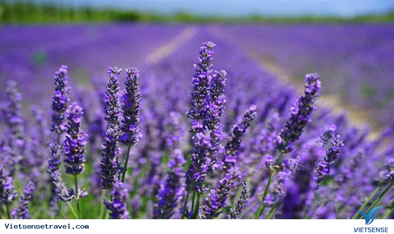 Hoa Lavender Đà Lạt tháng 7