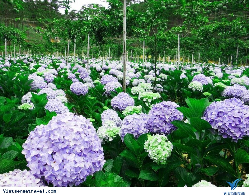 Đà Lạt flower, hoa Đà Lạt - Top 9 loài hoa đẹp nhất của du lịch Đà Lạt