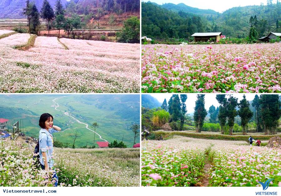 Thời gian và địa điểm hoa Tam Giác Mạch Hà Giang đẹp nhất - Ảnh 6 Thời gian và địa điểm hoa Tam Giác Mạch Hà Giang đẹp nhất - Ảnh 6