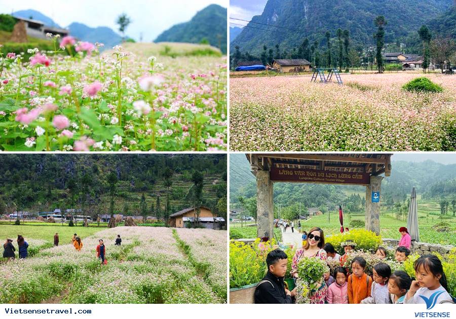 Thời gian và địa điểm hoa Tam Giác Mạch Hà Giang đẹp nhất - Ảnh 8 Thời gian và địa điểm hoa Tam Giác Mạch Hà Giang đẹp nhất - Ảnh 8