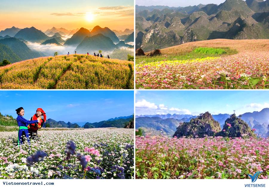 Thời gian và địa điểm hoa Tam Giác Mạch Hà Giang đẹp nhất - Ảnh 10 Thời gian và địa điểm hoa Tam Giác Mạch Hà Giang đẹp nhất - Ảnh 10