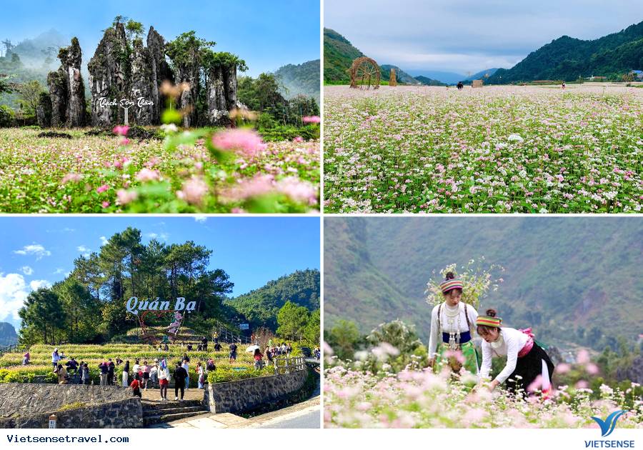 Thời gian và địa điểm hoa Tam Giác Mạch Hà Giang đẹp nhất - Ảnh 11 Thời gian và địa điểm hoa Tam Giác Mạch Hà Giang đẹp nhất - Ảnh 11