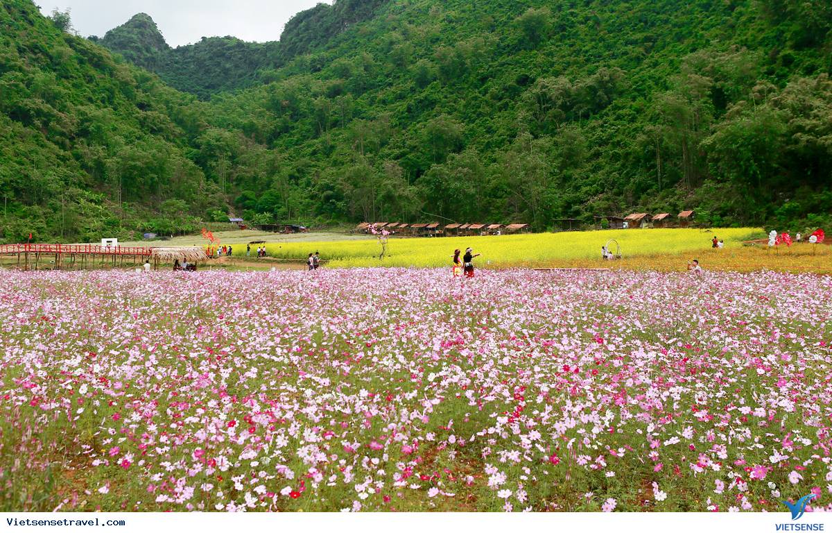 thung lũng hoa bắc sơn