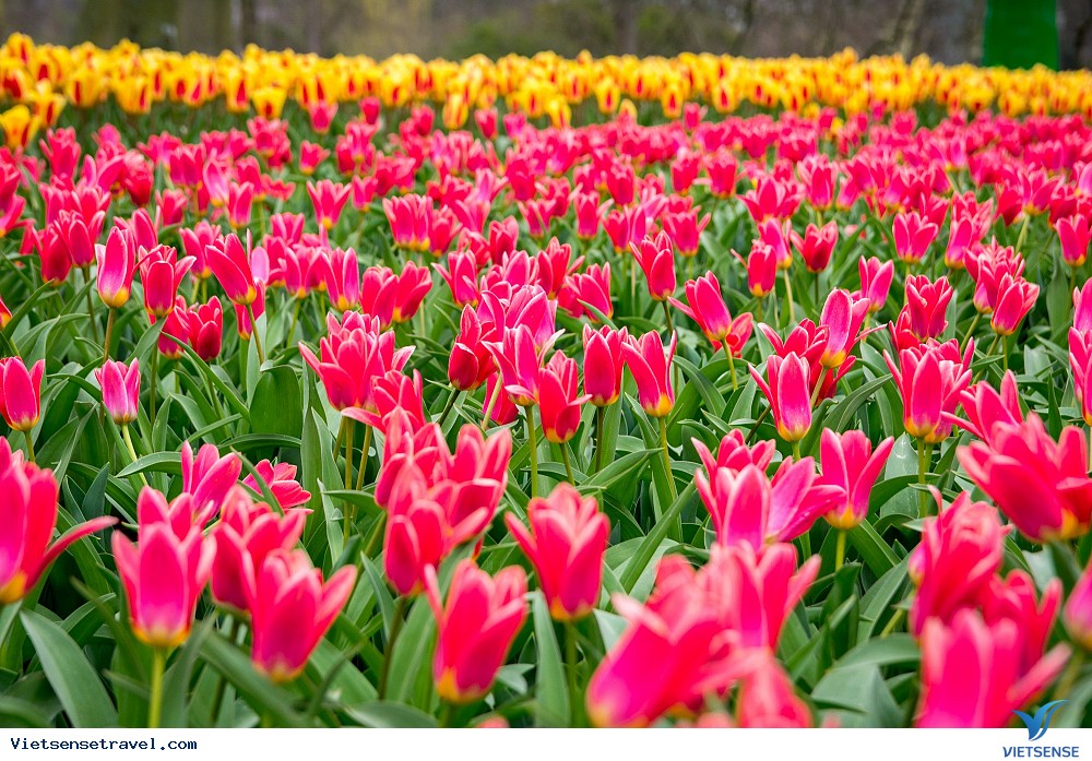 Bức tranh hoa tulip tại Sultanahmet cũng vô cùng nên thơ, cuốn hút Bức tranh hoa tulip tại Sultanahmet cũng vô cùng nên thơ, cuốn hút