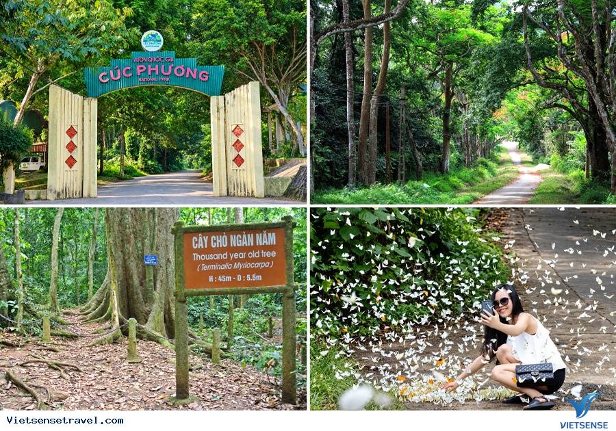 Buổi Sáng: Hà Nội - Ninh Bình - VQG Cúc Phương (Ăn trưa)