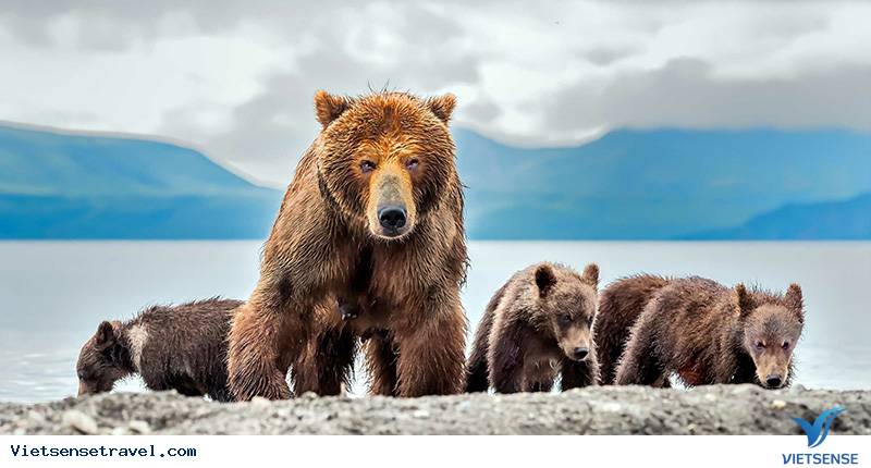 Gấu nâu ở bán đảo Kamchatka