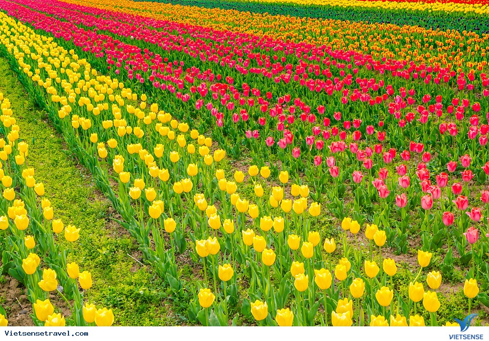 Chuẩn bị kỹ lưỡng để thoải mái tận hưởng lễ hội hoa tulip Chuẩn bị kỹ lưỡng để thoải mái tận hưởng lễ hội hoa tulip