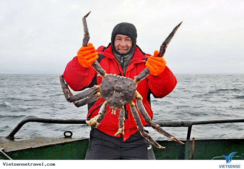 Cua Kamchatka khổng lồ của Nga