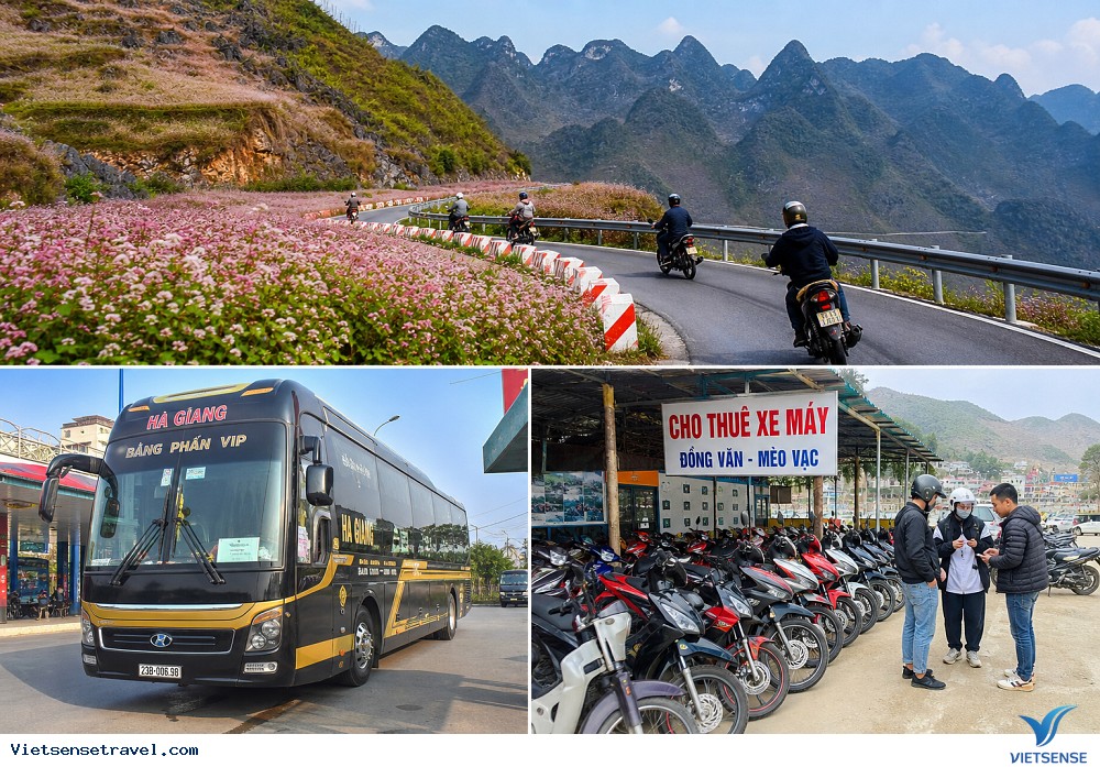 Thời gian và địa điểm hoa Tam Giác Mạch Hà Giang đẹp nhất - Ảnh 2 Thời gian và địa điểm hoa Tam Giác Mạch Hà Giang đẹp nhất - Ảnh 2