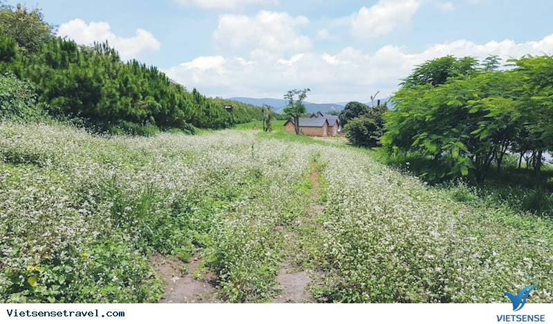 Đà Lath Milk Farm có gì đặc biệt?