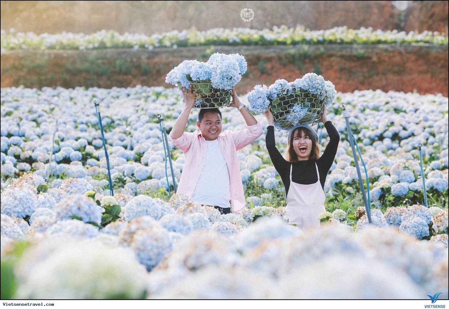 Cánh đồng hoa cẩm tú cầu, đà lạt
