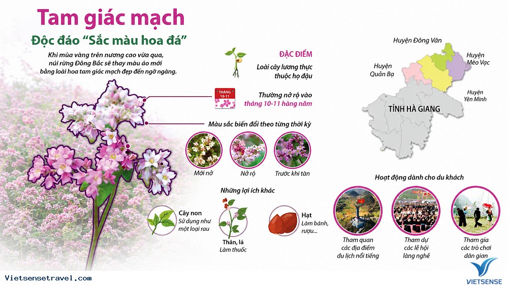 Thời gian và địa điểm hoa Tam Giác Mạch Hà Giang đẹp nhất - Ảnh 1 Thời gian và địa điểm hoa Tam Giác Mạch Hà Giang đẹp nhất - Ảnh 1