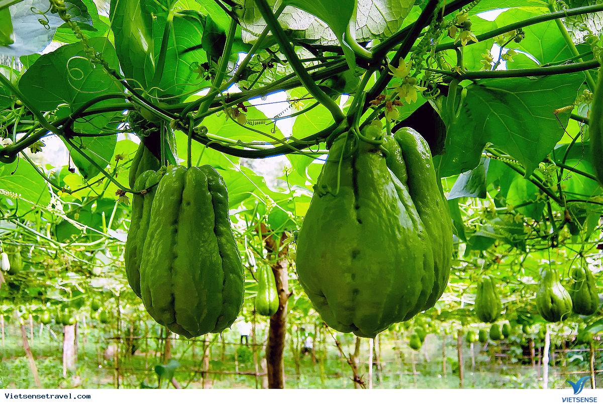 Màu cây su su giờ đã phủ khắp núi rừng Tam Đảo