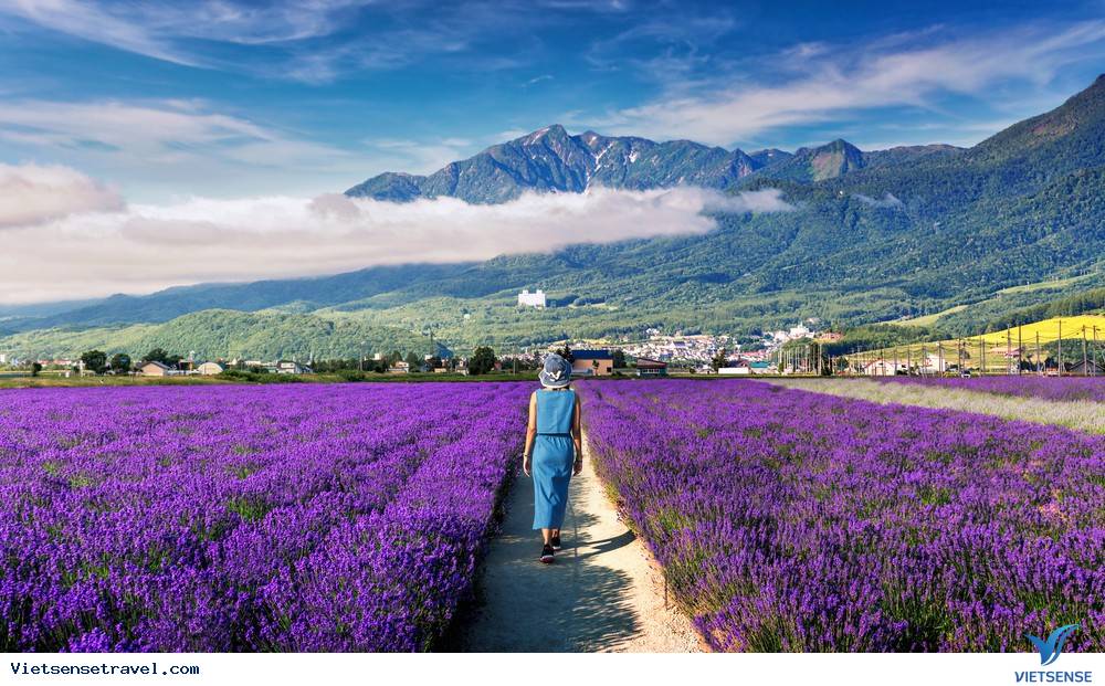 địa điểm ngắm hoa oải hương ở nhật