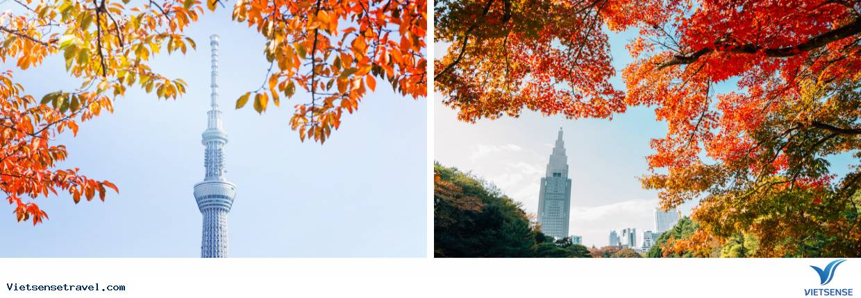 Du lịch mùa thu Nhật Bản