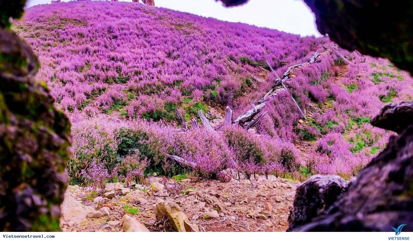 Đồi hoa tím ở Sapa - Ảnh 1