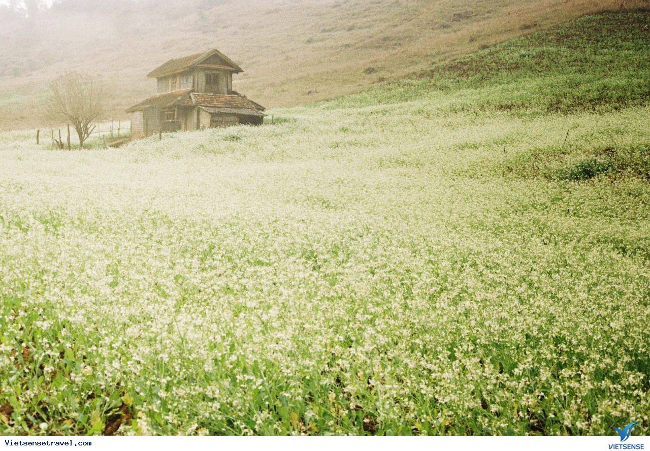 Hoa cải Mộc Châu