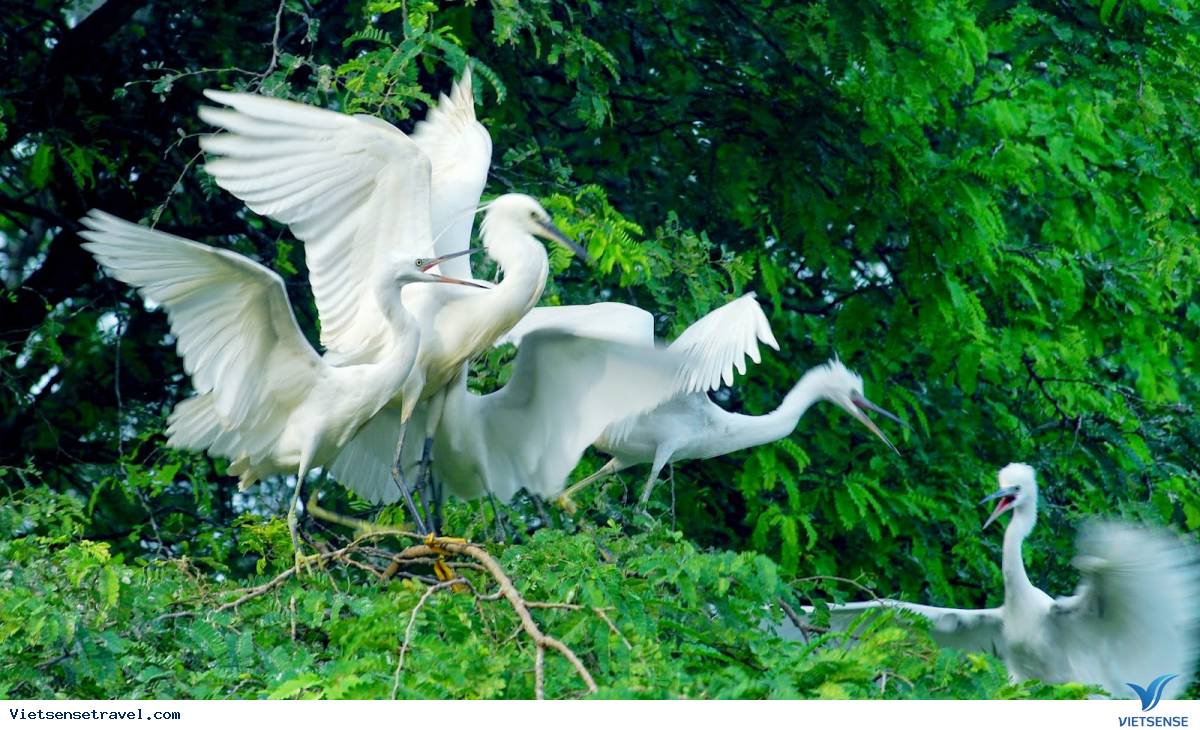 Sân chim Vàm Hồ tọa lạc trên địa bàn hai xã Mỹ Hòa và Tân Xuân, huyện Ba Tri, Bến Tre