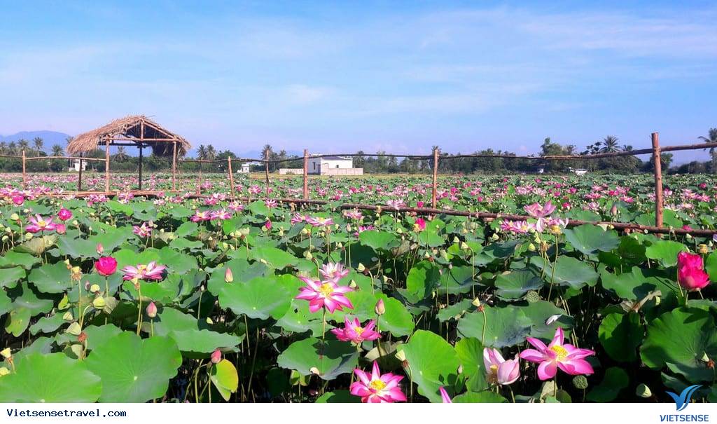  đồng sen Tháp Mười