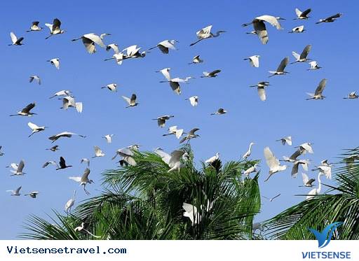 Vườn cò Tân Long thuộc xã Long Bình, huyện Ngã Năm, tỉnh Sóc Trăng