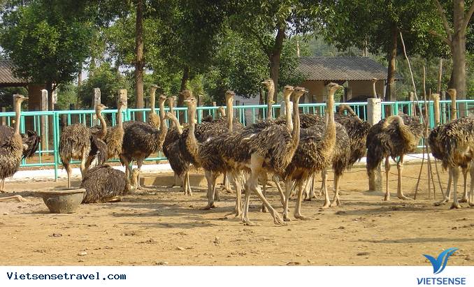 cưỡi đà điều tại khu du lịch sinh thái – trang trại Vinh Sang 