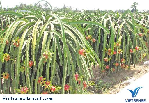 Cụm vườn thanh long Châu Thành